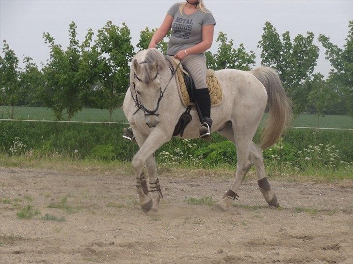 Anden særlig race Prins billede 7