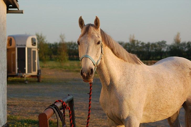 Anden særlig race Prins billede 8
