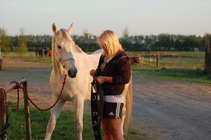 Anden særlig race Prins billede 9