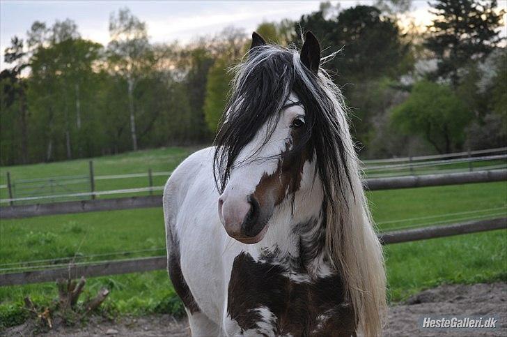 Irish Cob             Billy the kid - Jeg elsker dig! billede 1