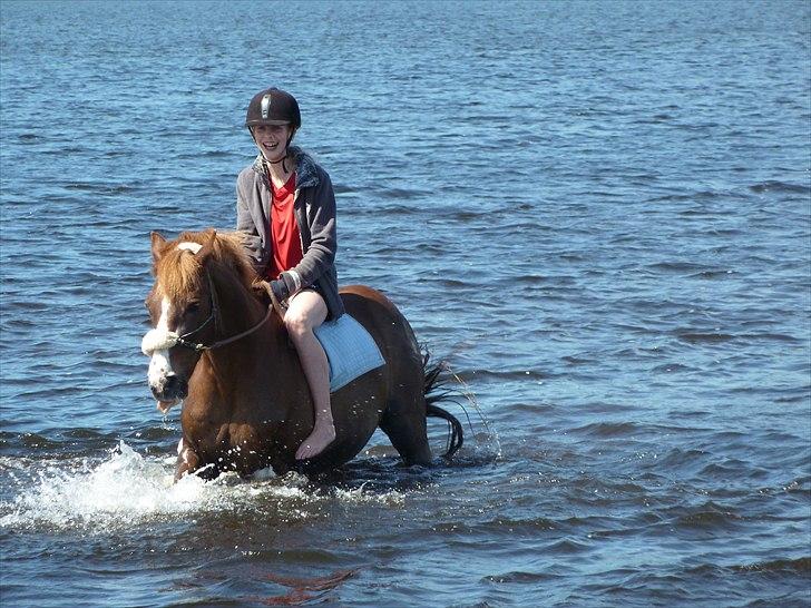 New Forest Sanchez | Morfar - smil til fotografen xD
 billede 12