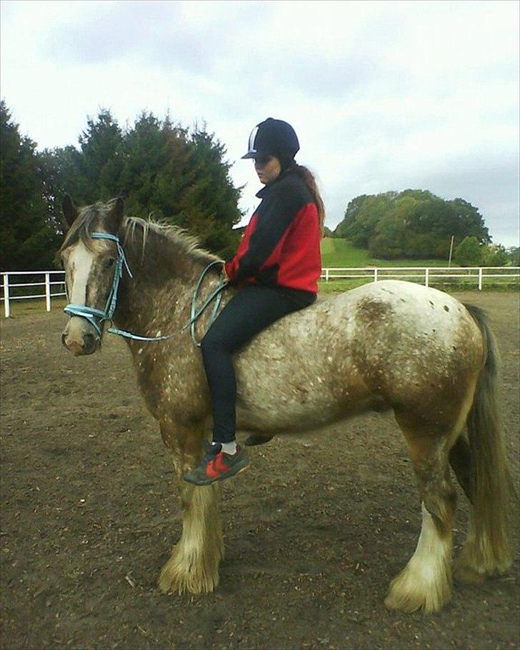Irish Cob sjors 9 <3 - mig og sjors uden sadle

Foto. Kate / mor  billede 14