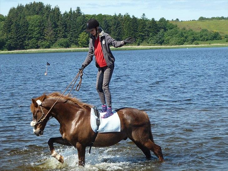 New Forest Sanchez | Morfar - Jahhh, hvad kan man sige......er bare glad for at have en pony der finder sig i det :D billede 11