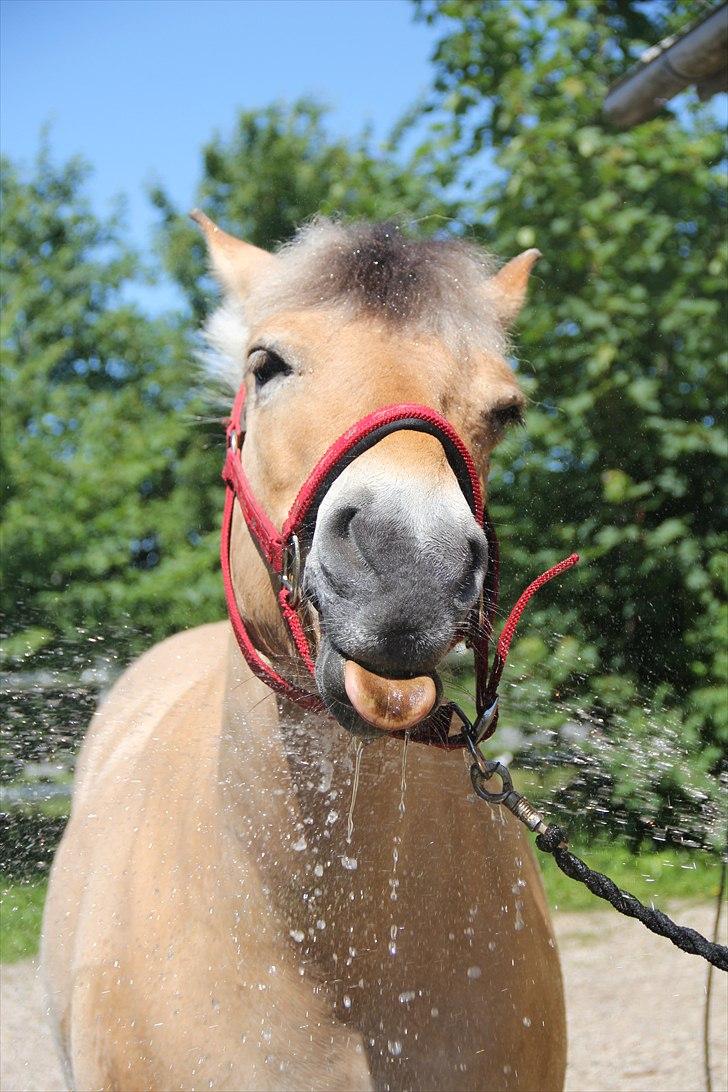 Fjordhest Musse - En ven for livet!  billede 2