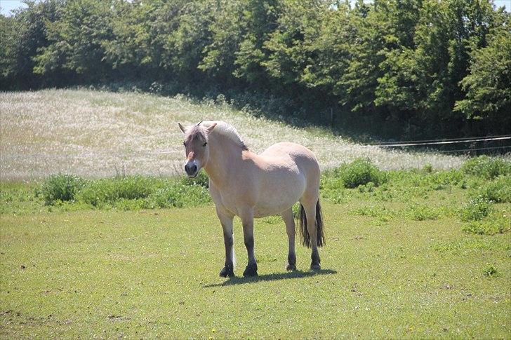 Fjordhest Musse - 12# Drømmeponyen! billede 9