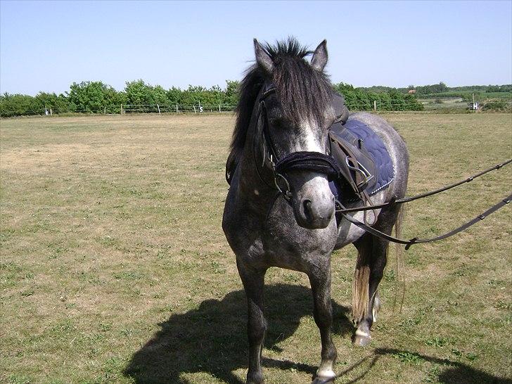 Welsh Pony (sec B) Indiana Joe - 2008. sadel tilvænning. billede 16