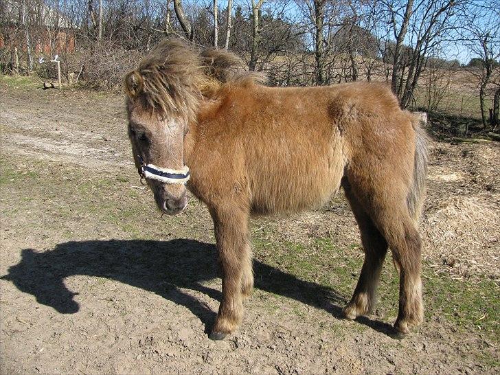 Islænder Svenni fra Holst hestar - velkommen til svenni"s profil : ) billede 8
