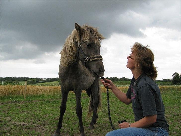 Islænder Svenni fra Holst hestar - læg mærke til farverne på billedet<3 billede 4