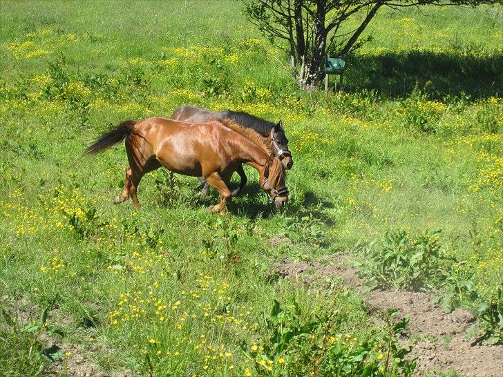 Anden særlig race Monique *Tyksakken*<3 - Monique og Ayla første dag på sommergræs .. Juni 2011 foto: miig billede 17