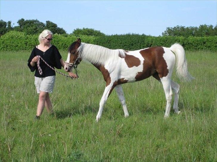Pinto Malibu Passion - Hyggedag på engen :) billede 12