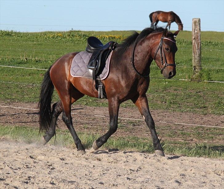 New Forest Ørsted's ChocoCaramel billede 12