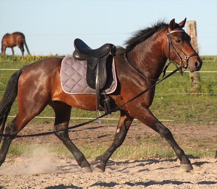 New Forest Ørsted's ChocoCaramel billede 6