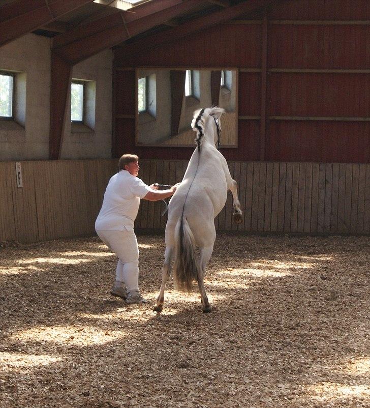 Fjordhest V. Linderup Piccaso - Var der nogen der sagde jeg var lille? Næh, I kan tro nej! billede 3