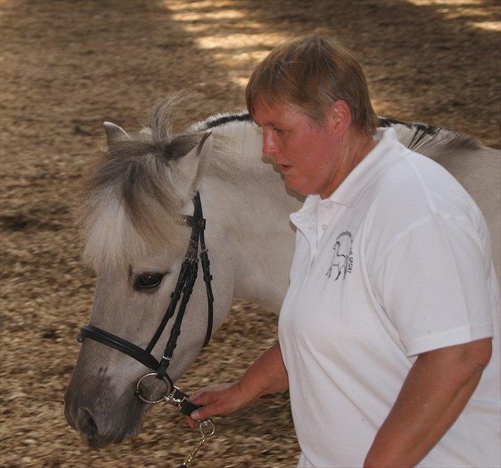 Fjordhest V. Linderup Piccaso billede 9