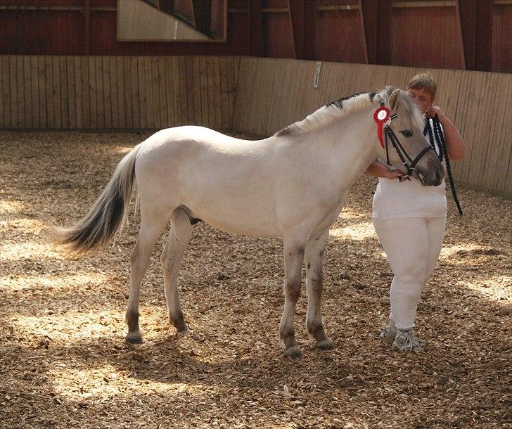 Fjordhest V. Linderup Piccaso - Til plageskue:) Sin første roset - rød selvfølgelig;) billede 7