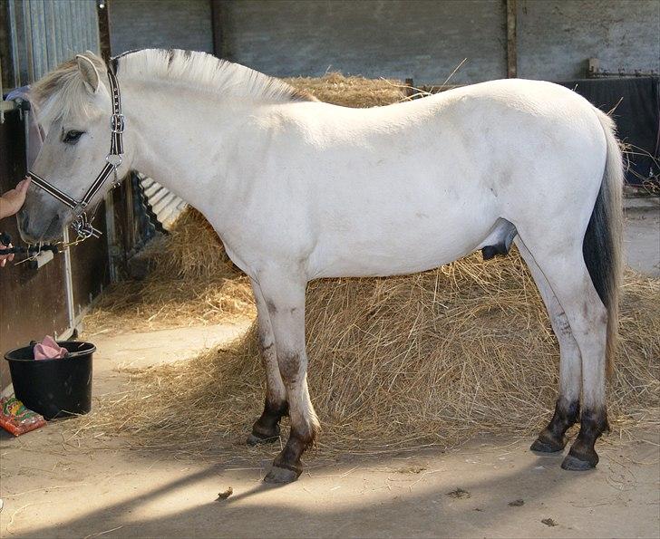 Fjordhest V. Linderup Piccaso - 1 år og 1 måned - og dejlig grim:) billede 6
