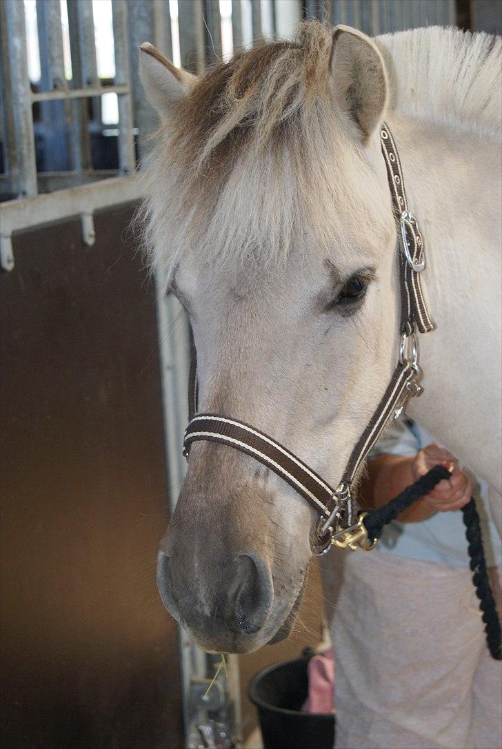 Fjordhest V. Linderup Piccaso billede 17