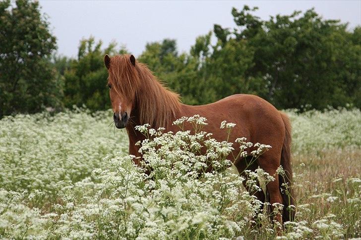 Islænder Bergdis Frá Króki - Sommer 2011 billede 2
