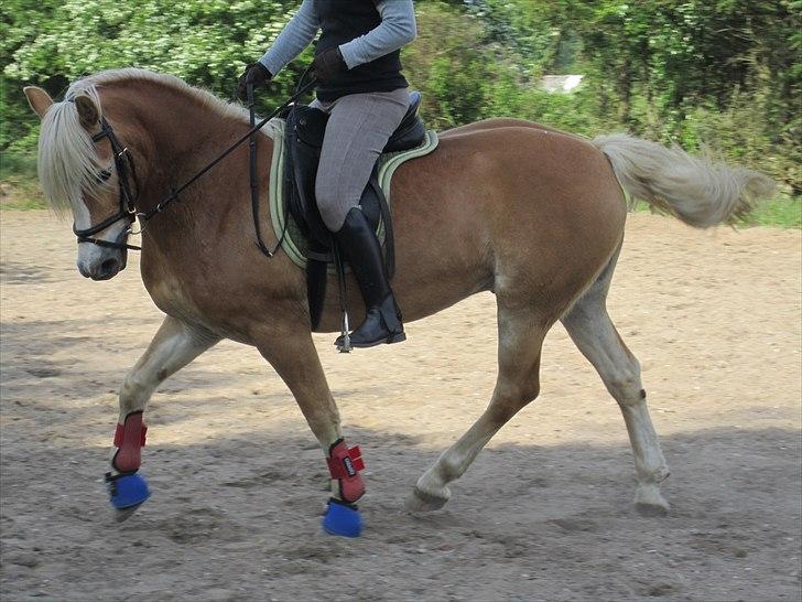 Tyroler Haflinger | Arkibal RIP - 23 Maj 2011: Dressurtræning. billede 8