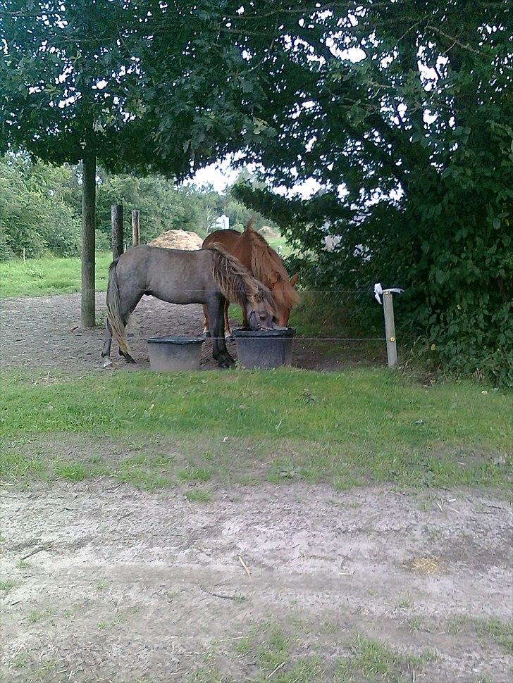 Islænder Svenni fra Holst hestar - Svenni bedsteven, som desværre flyttede for nogle år siden. billede 6