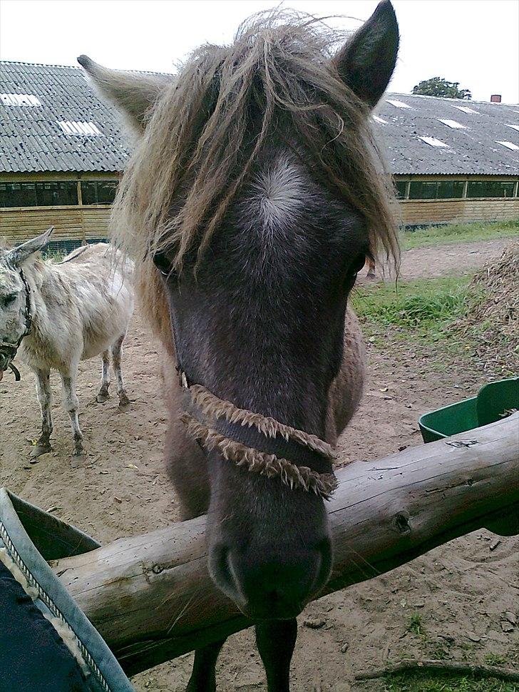 Islænder Svenni fra Holst hestar - <3 billede 5