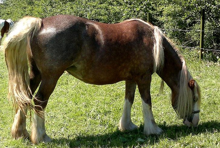 Irish Cob Pop-Eye van Erpekom - 2. juni 2011 og nu er det vist sommer. Men jeg er nu ikke vild med vandslangen billede 9