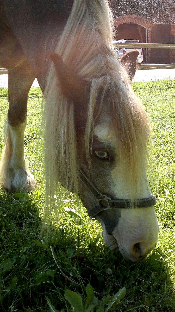 Irish Cob Pop-Eye van Erpekom - Jeg tænker... billede 2