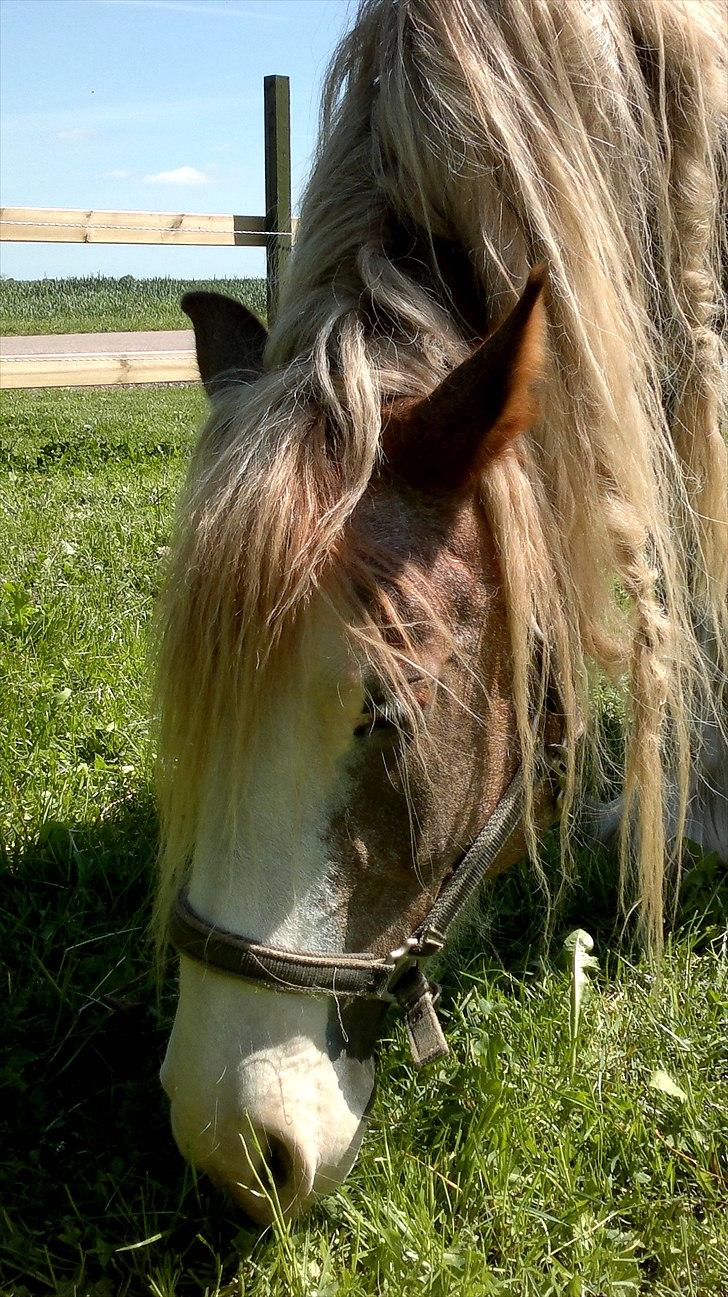 Irish Cob Pop-Eye van Erpekom - Arh altså... lige midt i maden billede 7