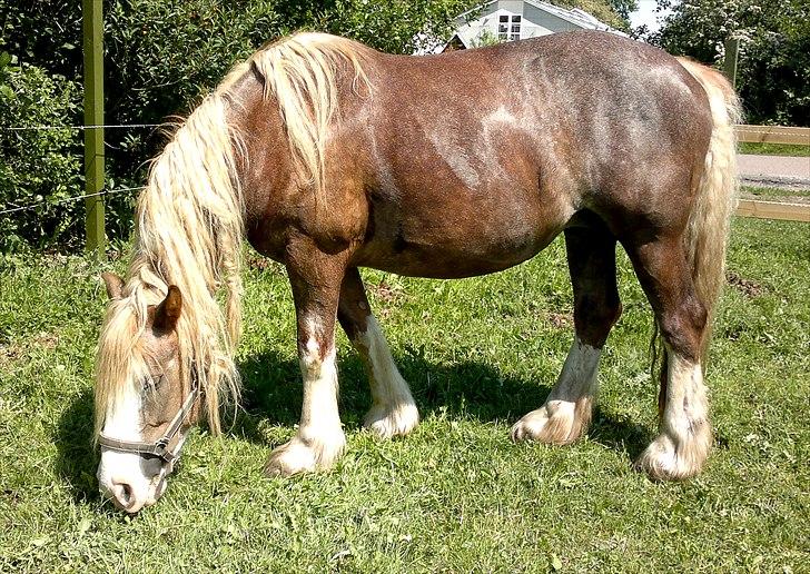 Irish Cob Pop-Eye van Erpekom - Det er snart frisør-tid billede 12