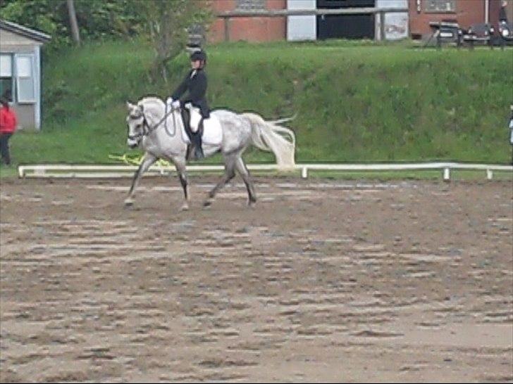 Anden særlig race Hyltgaards Aston <3  - 10# - Billede fra stævne i Struer, vores første LB1 :-) billede 10