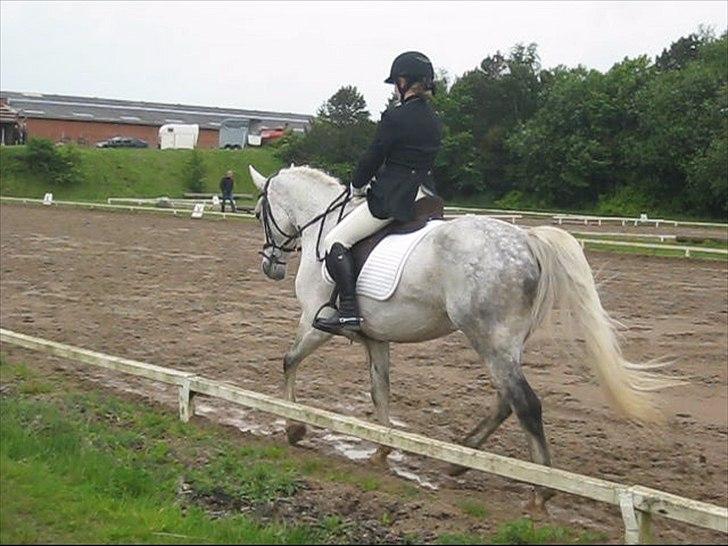 Anden særlig race Hyltgaards Aston <3  - 11# - Stævne igen :) billede 11