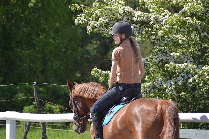 Anden særlig race Pasadena "tyksakken"<3. - Sol,sommer og en dejlig pony(y' billede 11