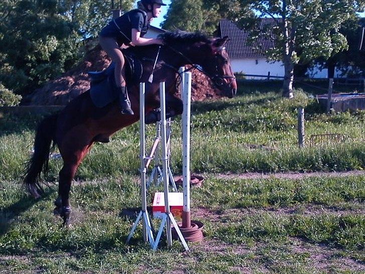 Anden særlig race ALBERT (*Kissing spiens pony*) Hvil i fred..  - Nå min stjerne flyver mig op til himlen... <3 billede 8