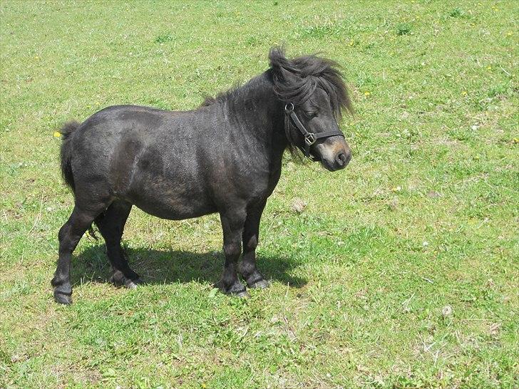 Shetlænder Stjernernes Mini-Mokka billede 5