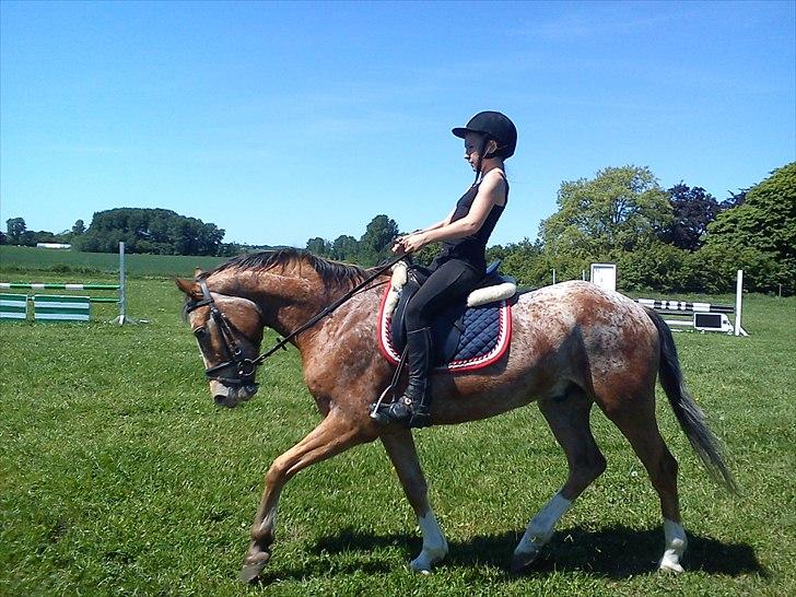 Appaloosa Rambo - Dato: 3. Juni 2011. Ved godt at han går under lod, men vi er altså spring ryttere. billede 12