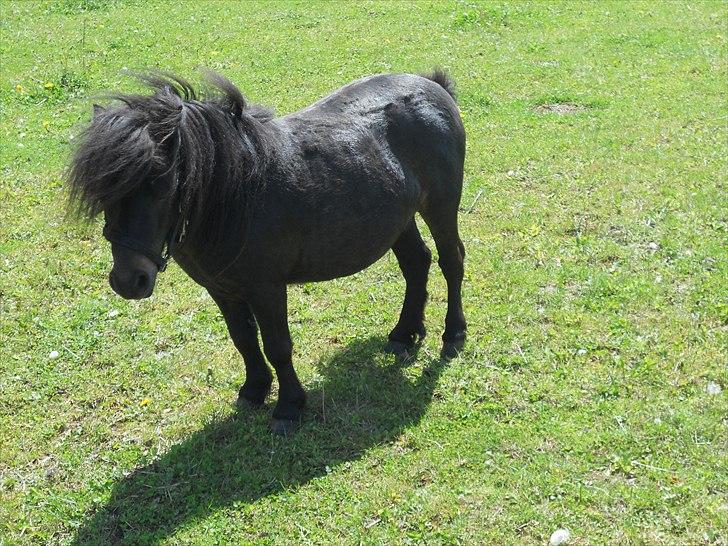 Shetlænder Stjernernes Mini-Mokka billede 11