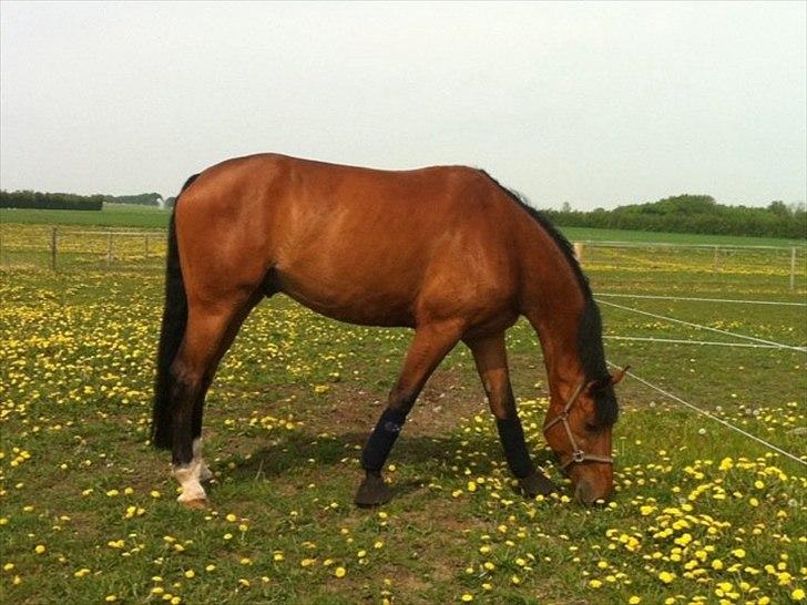 Anden særlig race Lilholm Romanó billede 6