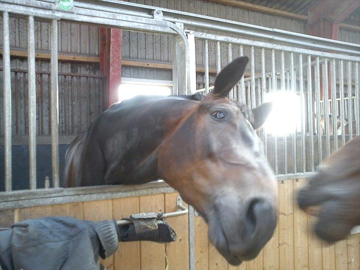 Dansk Varmblod Intakt billede 9