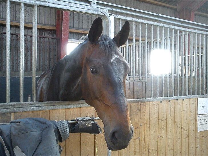 Dansk Varmblod Intakt billede 10