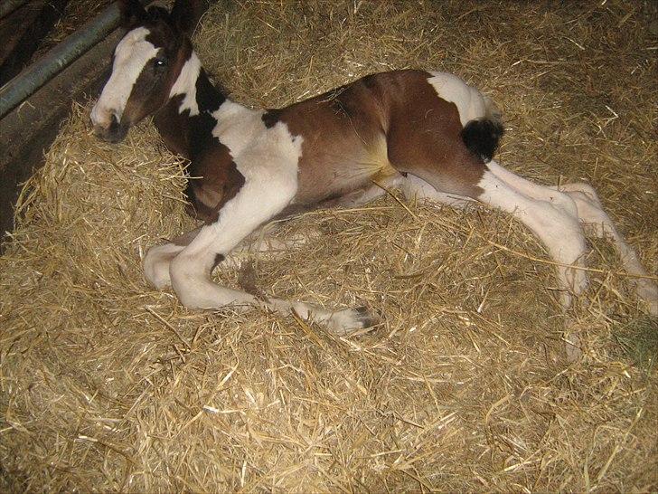 Pinto Bailando Supreme *SOLGT* billede 2