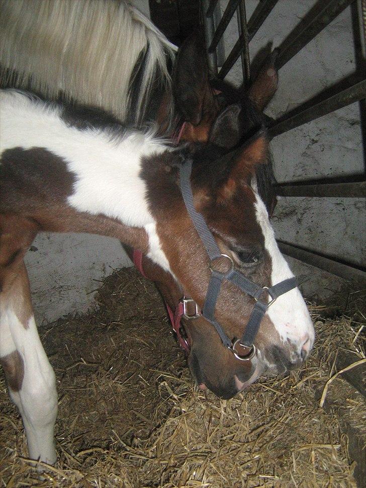 Pinto Bailando Supreme *SOLGT* billede 1