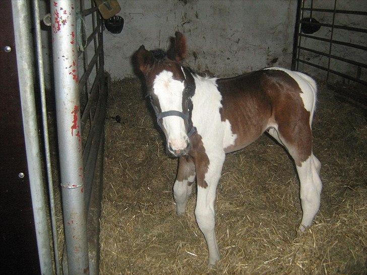 Pinto Bailando Supreme *SOLGT* billede 3