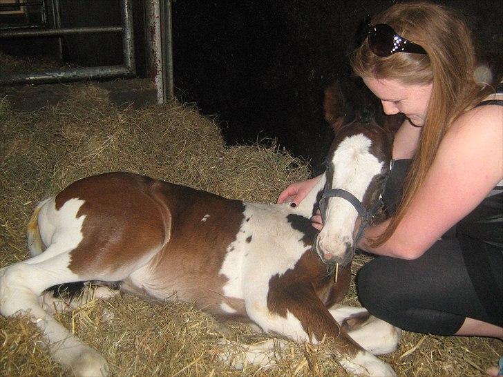 Pinto Bailando Supreme *SOLGT* billede 4