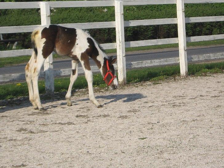 Pinto Bailando Supreme *SOLGT* billede 5