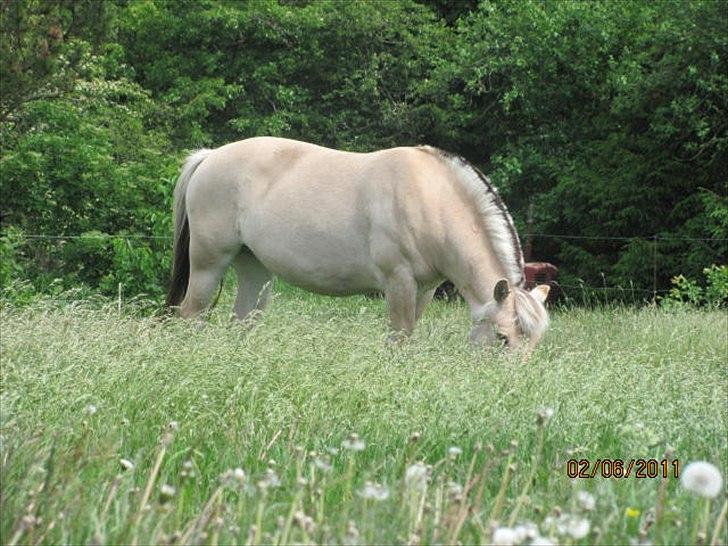 Fjordhest Tulle (Min<3) - D. 2 juni 2011. Sommergræs <3 billede 4