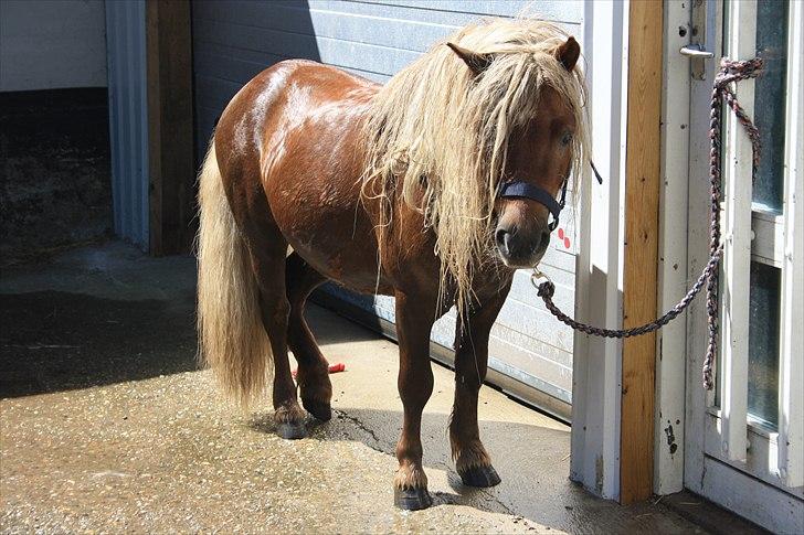 Shetlænder Vestbjergs Top - Varm sommerdag og drivvåd. 4. Juni 2011 - i Bad billede 11