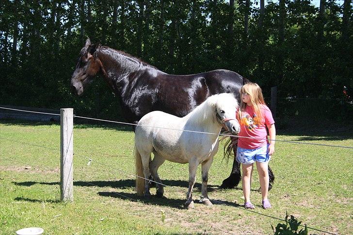 Shetlænder Christina´s Tulle  - Skøn sommerdag. Efter bad - d. 4 Juni 2011 billede 19