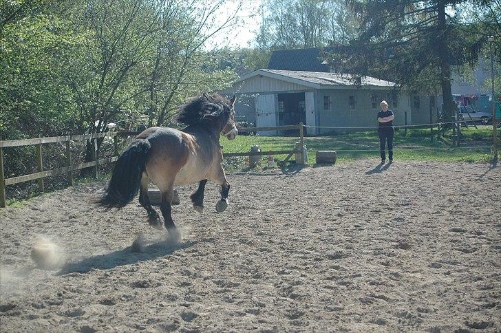 Nordsvensk Skovhest Sol-Klara - tossen i fuld gallop :P gad vide om hun husker at stoppe igen? billede 8