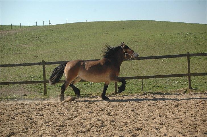 Nordsvensk Skovhest Sol-Klara - "se lige mine ben moar" billede 10