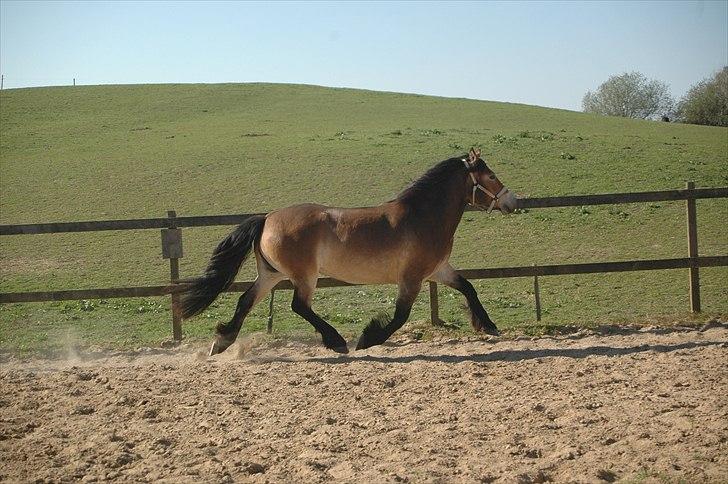 Nordsvensk Skovhest Sol-Klara billede 14